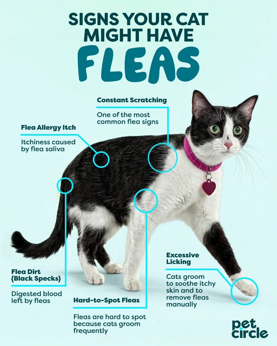 If your catโs suddenly acting like theyโve got a personal vendetta against their own skinโฆ it might not just be a โจmoodโจ . Fleas are small, sneaky, and very unwelcome. Save this for your next โwaitโฆ